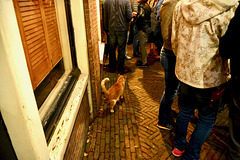 Leidens Ontzet 2016 – Cat celebrating