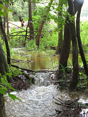 Water from the overflow of my pond.