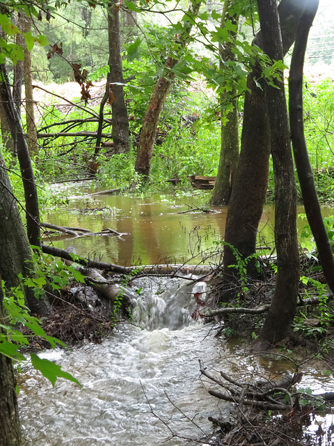 Water from the overflow of my pond.