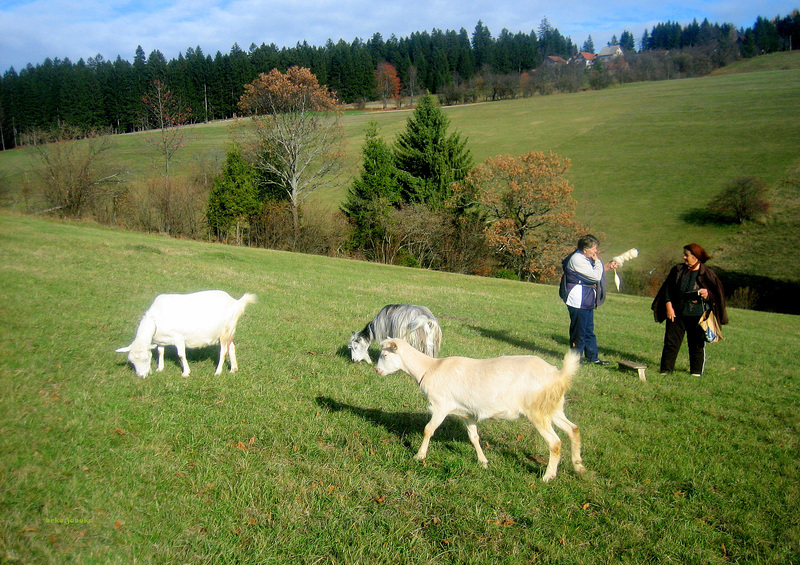 Nice day for the shepherdess