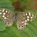 Speckled wood IMG_5273