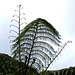 #69 - Rob Stamp - Ferns At Tangoio - 34̊ 1point