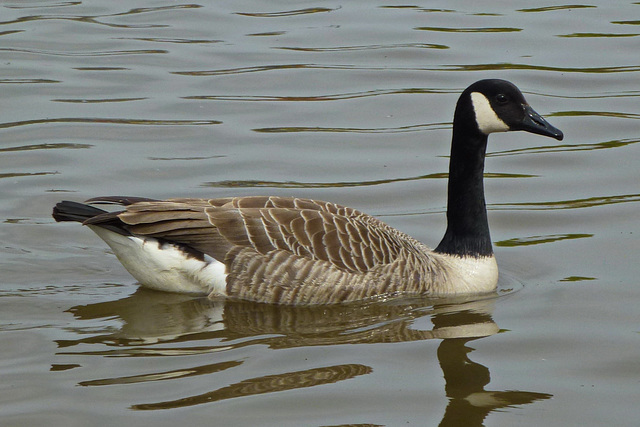 Canada Goose