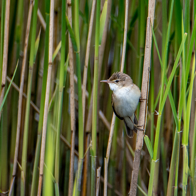 Reed warbler.6jpg