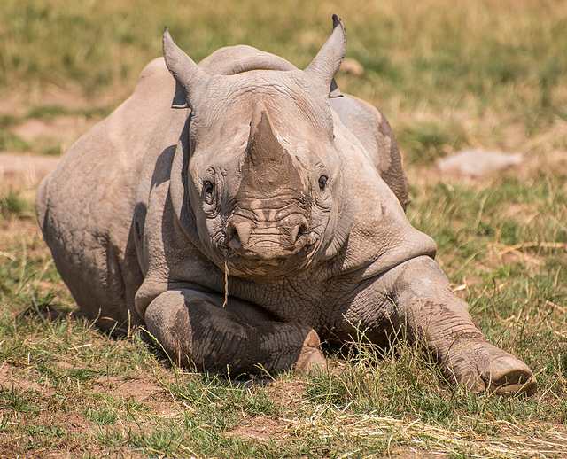 Baby rhino6