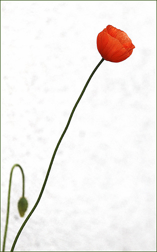 Le petit coquelicot