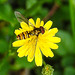 20230706 1600CPw [D~LIP] Kleinköpfiger Pippau (Crepis capillaris), Hainschwebfliege, Bad Salzuflen