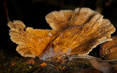 Der Schichtpilz (Stereum)  mit den gefrorenen Eiskristallen :)) The layered mushroom (Stereum) with the frozen ice crystals :)) Le champignon étagé (Stereum) avec les cristaux de glace congelés :))