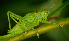 Das Grüne Heupferd (Tettigonia viridissima) kam angeflogen :)) The green bush cricket (Tettigonia viridissima) flew in :)) Le grillon vert des buissons (Tettigonia viridissima) s'est envolé :))