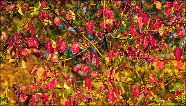 Beautiful Autumn Beautiful Autumn