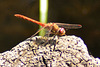 Ruddy Darter m (Sympetrum sanguinem) 2 (2)