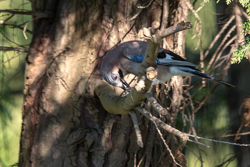 20160502 1371VRTw [D~LIP] Eichelhäher (Garrulus glandarius), Bad Salzuflen