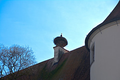 Störche nisten auf dem Dach des Schlosses Höchstädt