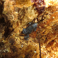 Little frog in pine stump