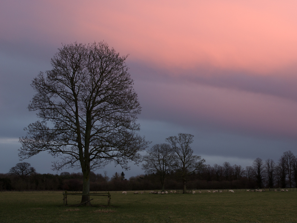 Feb 11 Lamer Skies