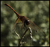 Mini-dragon close-up