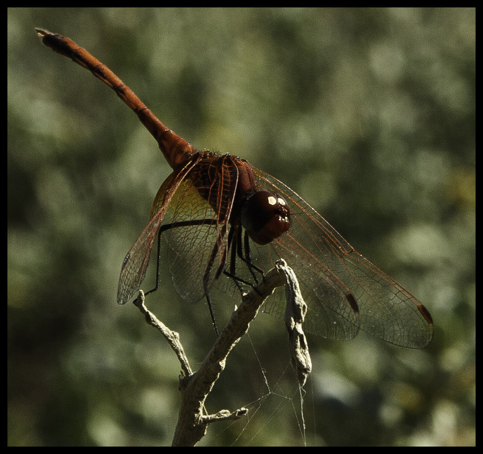 Mini-dragon close-up
