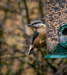 Nuthatch on a feeder