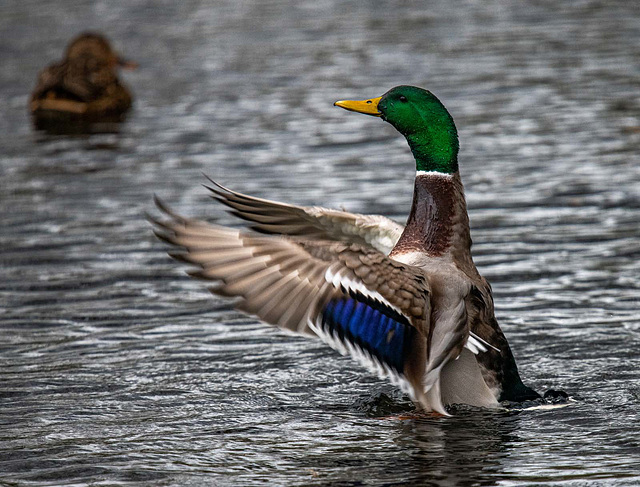 Mallard