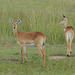 Uganda, Two Female Impala at Murchison Falls National Park