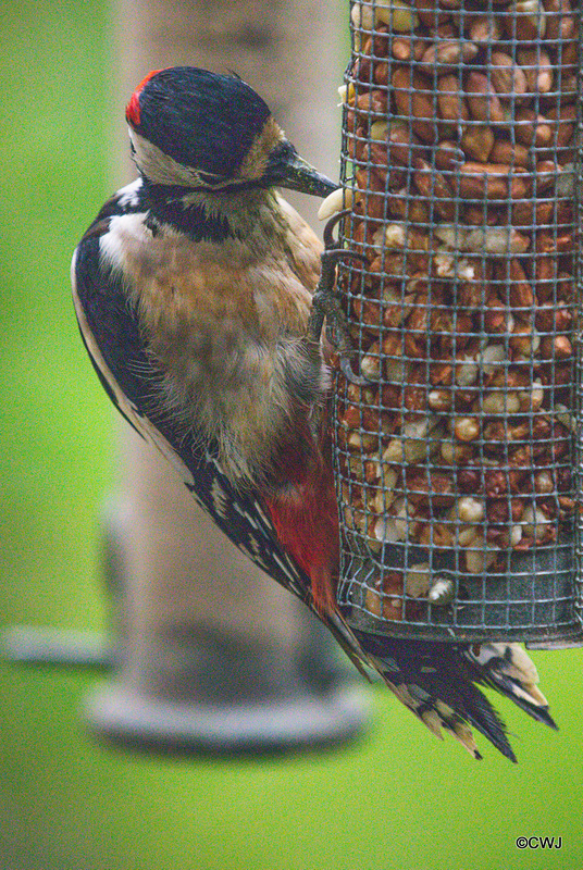 Greater Spotted Woodpecker