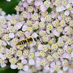 Hoverfly