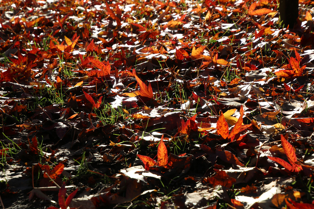 Flammender Herbst