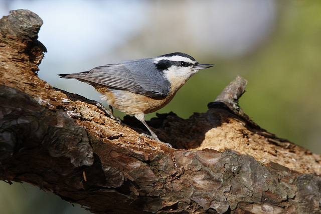 sitelle à poitrine rousse / red-breasted nuthatch sitelle à poitrine rousse / red-breasted nuthatch