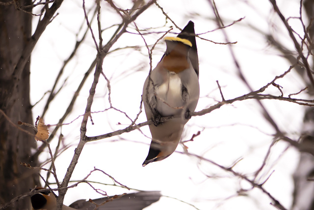 Bored Waxwing