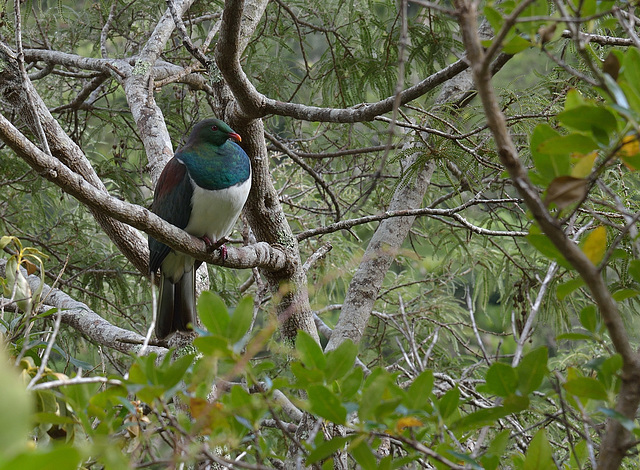 New Zealand Pigeon