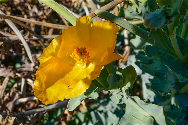 Glaucium flavum, papoila-das-praias