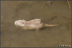 Albino-Nutria