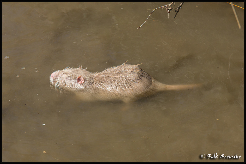 Albino-Nutria