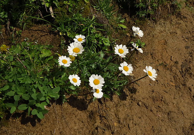 Echte Alpenmargerite