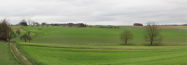Grüne Felder im Winter