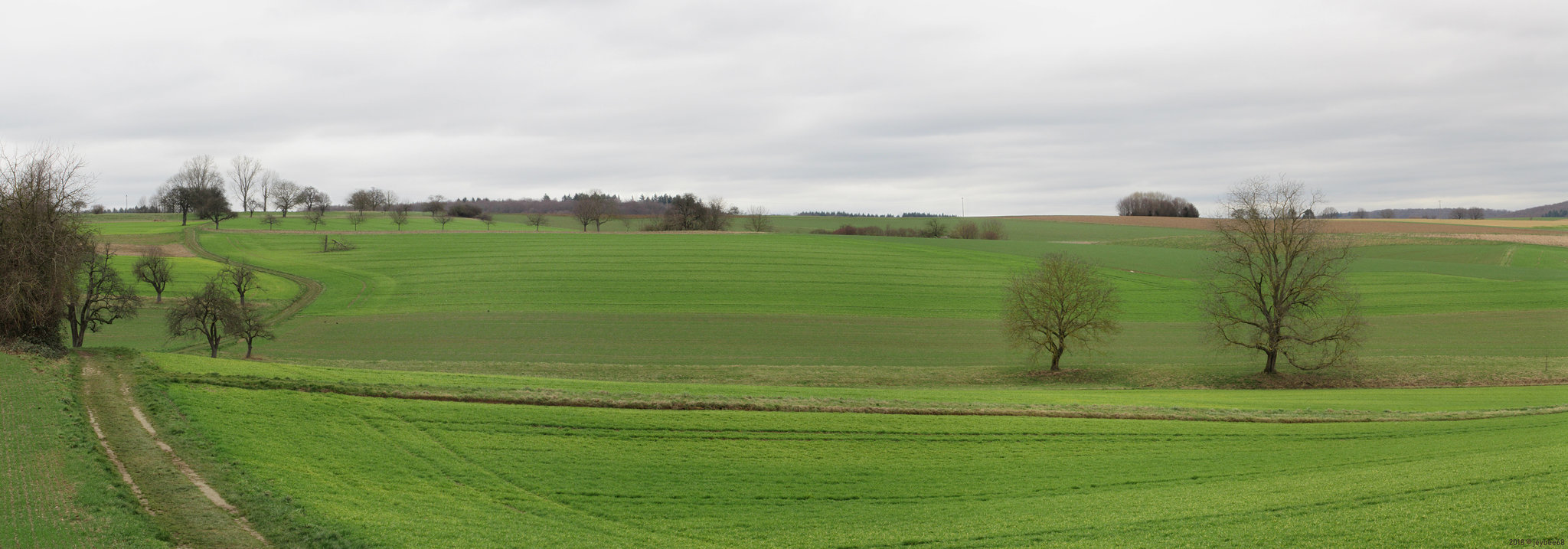 Grüne Felder im Winter