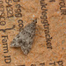 Moth IMG_5510