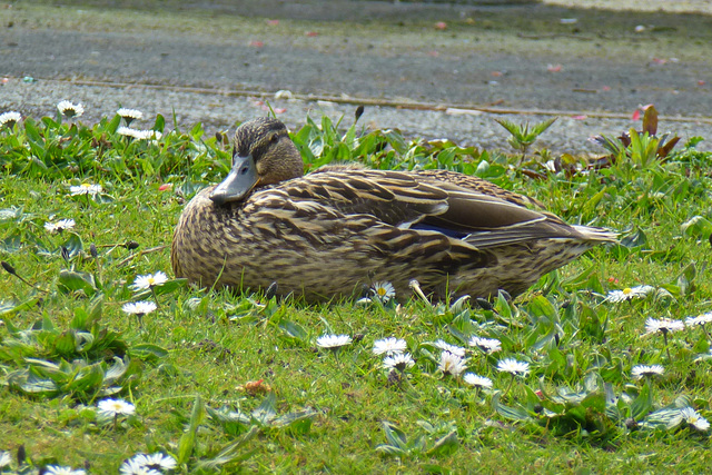 Mallard