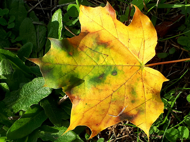 Feuille d'or