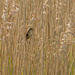Reed warbler.8jpg