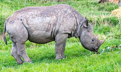 Baby rhino9