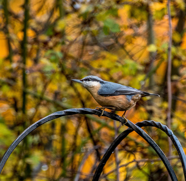 Nuthatch