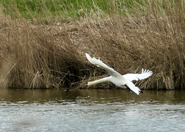 Reges Treiben auf dem Weiher   (PiP)