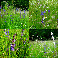 Wiesensalbei