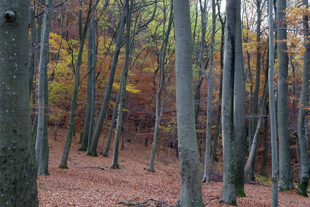 Man sieht den Wald vor lauter Bäumen nicht