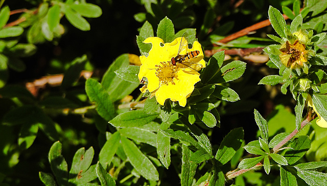 20230706 1603CPw [D~LIP] Fingerstrauch (Dasiphora fruticosa), Hainschwebfliege, Bad Salzuflen