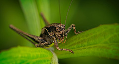Die Gemeine Strauchschrecke (Pholidoptera griseoaptera) schaut rüber :)) The common bush-cricket (Pholidoptera griseoaptera) is looking over :)) La sauterelle grise (Pholidoptera griseoaptera) nous observe :)) Die Gemeine Strauchschrecke (Pholidoptera griseoaptera) schaut rüber :)) The common bush-cricket (Pholidoptera griseoaptera) is looking over :)) La sauterelle grise (Pholidoptera griseoaptera) nous observe :))