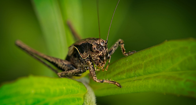 Die Gemeine Strauchschrecke (Pholidoptera griseoaptera) schaut rüber :)) The common bush-cricket (Pholidoptera griseoaptera) is looking over :)) La sauterelle grise (Pholidoptera griseoaptera) nous ob