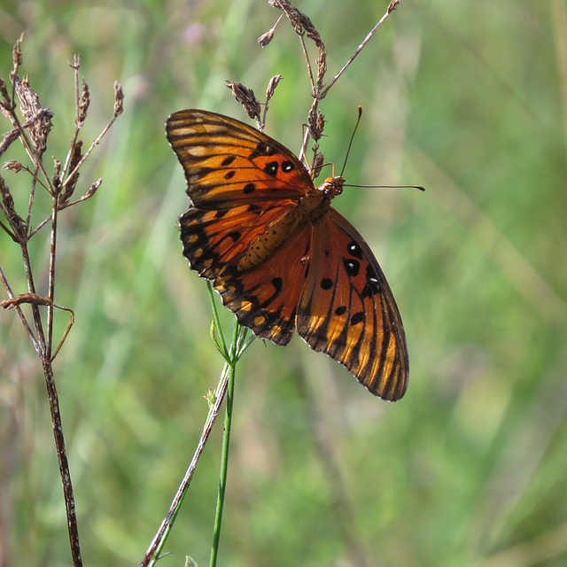 Gulf fritillary butterfly