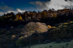 Shire Hill (NW corner) trees